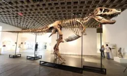 Nadir bulunan T. rex fosili açık artırmada 50 milyon dolara satıldı