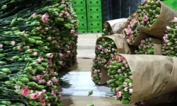 Süs bitkileri ihracatı ilk 6 ayda 100 milyon dolara yaklaştı