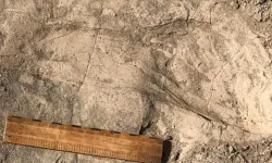 1,4 milyon yıllık ayak izleri tarihi değiştirdi