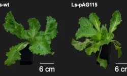 Bilim insanları marulda hayvansal protein üretti