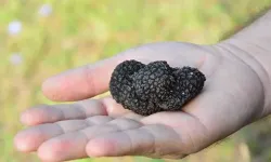 Doğada yetişen trüf mantarı 25 bin liraya alıcı buluyor