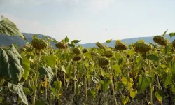 Isparta’da ayçiçeği hasadı için son hazırlıklar