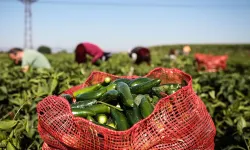 Jalapeno salgını büyüyor! Restoranlar menülerini değiştiriyor
