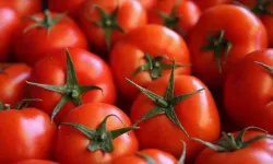 Kavanozluk domates sezonu ne zaman başlıyor?