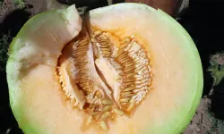 Kavunu kesmeden bozuk olduğunu anlamanın yolları