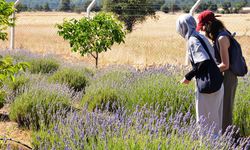 Kütahya’da ailesinden miras araziyi “Lavantistan”a çevirdi