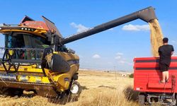 Kütahya'da yerli ve milli arpa çeşitlerinde yüksek verim
