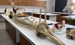 Mamut dişiyle veterinerlik eğitimi veriyorlar