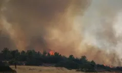 Mangal kültürünün değişmesi orman yangınlarını azaltabilir