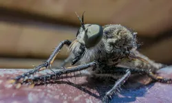 Asilidae familyası doğanın en etkili avcı böcekleri arasında