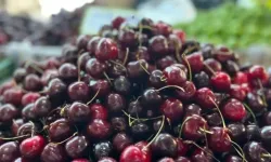 Türkiye'nin yaş meyve ihracatında 7 aylık rekor