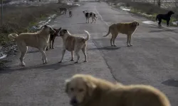 Başıboş köpeklerin yüzde 99,22’si toplandı