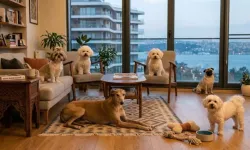 Uşak’ta 1.233 sahipsiz köpek yeni yuvasına kavuştu