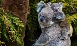 Koalalar için 30 yıl uyarısı