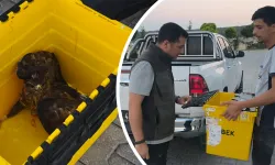 Kütahya’da yaralı şahini ekiplere teslim etti