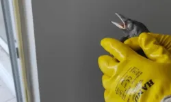 Ölü kargalarda Batı Nil virüsü tespit edildi