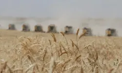 Buğday fiyatlarında 27 ayın en sert düşüşü