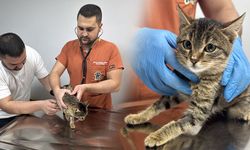 Kütahyalı kedi "Ballı" diyafram fıtığı ameliyatıyla hayatta kaldı