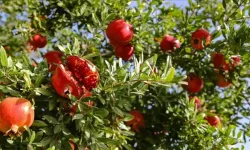 Narın kalp sağlığı üzerindeki etkisi araştırıldı