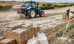 Tarlalara 25 bin koli yumurta kabuğu serptiler