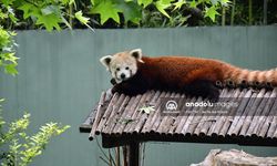 Macaristan'dan getirilen kızıl panda Bursa'daki yeni yuvasında