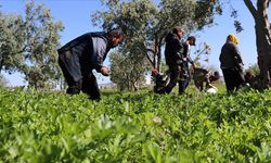 Kilis'te tarım işçileri 1 Mayıs Emek ve Dayanışma Günü'nde de üretime katkı sağlıyor