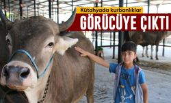 Kütahya’da kurbanlıklar görücüye çıktı