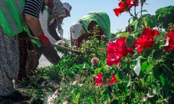 Kütahya'da çiçek dikimleri devam ediyor