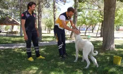 Ayağı yaralı köpek Mahoni 'ye 112 sahip çıktı