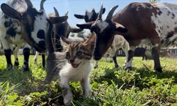 Ormanlık alanda kutuda bulduğu 3 kedi yavrusu "can dostları" oldu