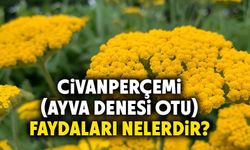 Civanperçemi (Ayva denesi otu) faydaları nelerdir?