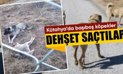 Kütahya’da başıboş köpekler dehşet saçtı