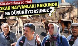 Kütahyalılar sokak hayvanları hakkında ne düşünüyor?