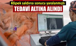 Kütahya’da köpek saldırısına uğrayan kedi tedavi altına alındı