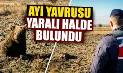 Kütahya'da yaralı bulunan ayı yavrusu tedavi altına alındı