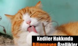 Kediler hakkında bilinmeyenler