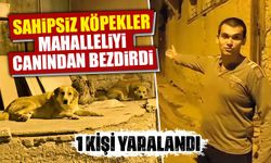 Kütahya'da sahipsiz köpekler mahalleliyi bıktırdı