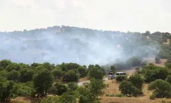 Tarladan meşelik alana sıçrayan yangın söndürüldü