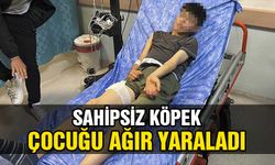 Sivas'ta sahipsiz köpeğin saldırdığı çocuk yaralandı