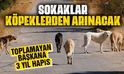 Başıboş sokak köpeklerine ilişkin düzenleme tamamlandı