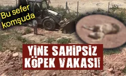 Komşuda sahipsiz köpekler 7 küçükbaş hayvanı telef etti