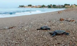 Binlerce deniz kaplumbağası denizle buluştu