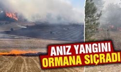 Kütahya'da anız yangını ormana sıçradı