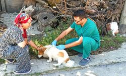 Şaphane’de köpeklere kuduz aşısı uygulandı