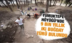 Yumuktepe Höyüğü'nde 9 bin yıllık iki buğday türü bulundu