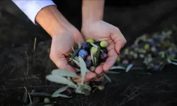 Zeytinyağı İhracatında Kısıtlamanın Kaldırılması: Üreticiler Memnun