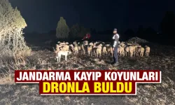 Kütahya’da kayıp koyunları jandarma buldu