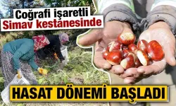 Kütahya Simav’da kestane hasadı başladı