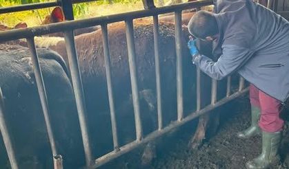 Hayvanlarda kan alımı ve aşılama çalışması gerçekleştirildi