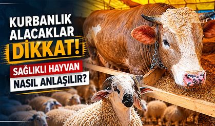Kurbanlık alacaklar dikkat! Sağlıklı hayvan nasıl anlaşılır?